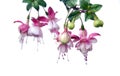 Hanging fuchsia plant