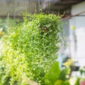 Hanging Garden. A flower pot, hanging on a metal chain in the pa Royalty Free Stock Photo