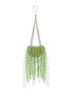 Hanging garden ivy vines tree plants decoration