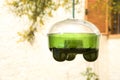 Hanging garden trap for wasps, hornets and flies Royalty Free Stock Photo