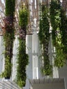 Hanging gardens in Perez Art Museum in Miami