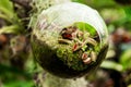 Hanging glass globe terrarium with tropical carnivorous plants