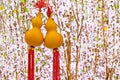 Hanging golden bottle gourd with blooming peach blossoms in background, amulet or accessories in Chinese New Year for fortune & Royalty Free Stock Photo