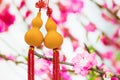 Hanging golden bottle gourd with blooming peach blossoms in background, amulet or accessories in Chinese New Year for fortune & Royalty Free Stock Photo