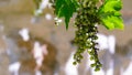 Hanging grapes growing on the vine Royalty Free Stock Photo