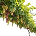 Hanging grapevines isolated on transparent background