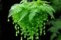 a hanging green fern plant with drops of water Royalty Free Stock Photo