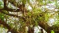 Hanging green fruits, sagari or khejari pods on the branch of Prosopis cineraria tree