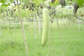 HANGING GREEN LONG GOURD WITH GREEN LEAVES WITH GREEN BACKGROUND. Royalty Free Stock Photo