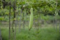 HANGING GREEN LONG GOURD WITH GREEN LEAVES WITH GREEN BACKGROUND. INDIAN LAUKI VEGETABLES PLANT IN THE GARDEN. Royalty Free Stock Photo