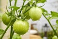 Hanging green unripe tomatoes on a tomato plant Royalty Free Stock Photo