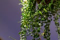 A hanging-grown fennel grass, green plant close-up Royalty Free Stock Photo