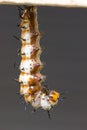 Hanging Gulf Fritillary Caterpillar Royalty Free Stock Photo