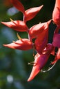 Hanging Heliconia 810664