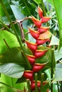 Hanging Heliconia Lobster Claw Flower