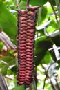 Hanging Heliconia Lobster Claw Flower