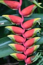 Hanging Heliconia Lobster Claw Flower