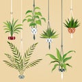 Hanging house plant. Indoor plants with macrame hanger. Scandinavian interior planting vector set