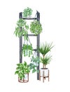 Hanging houseplants on the ladder. Watercolor illustratoion of home decorative plants
