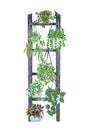 Hanging houseplants on the ladder. Watercolor illustratoion of home decorative plants