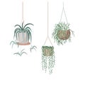 Hanging houseplants set in flowerpots. Flat hand drawn isolated vector illustration. Foliage for modern office or home