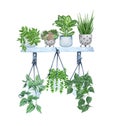 Hanging houseplants on a shelf. Watercolor illustratoion of home decorative plants