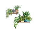 Hanging houseplants on a shelf. Watercolor illustratoion of home decorative plants