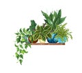 Hanging houseplants on a shelf. Watercolor illustratoion of home decorative plants