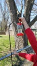 Hanging a Hummingbird Feeder in Backyard