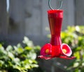 Hanging Hummingbird Feeder red