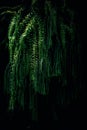 Hanging Huperzia fern or keeled tassel fern with dark moody background, ecology concept. A vascular species of the