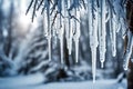 hanging icicles on the branches of the trees Royalty Free Stock Photo