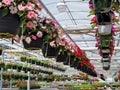 Hanging Impatiens Pots in a Greenhouse