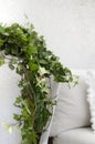 Hanging Ivy over white flower pot Royalty Free Stock Photo