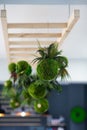 Hanging Kokedama with fern for decoration indoor