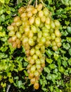 Hanging large bunch of ripe grapes fruit against the background of the shrub`s green leaves