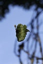 Hanging leaf Royalty Free Stock Photo