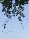 Hanging leaves against sky background