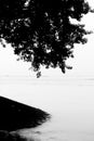 The hanging leaves of the Ashok tree at the river bank Meghna. Royalty Free Stock Photo