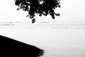 The hanging leaves of the Ashok tree at the river bank Meghna. Royalty Free Stock Photo