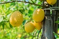 Lemon garden of Sorrento Royalty Free Stock Photo