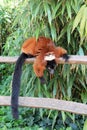 Hanging Lemur. Zoo Artis in Amsterdam. Animals Knowledge of nature. Through the eyes of nature