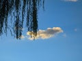 Hanging limbs from a weeping willow with a cloud Royalty Free Stock Photo