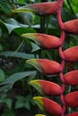 Hanging Lobster Claw Flower lobster claw bloom Plant leaves, Flowers, Plants Royalty Free Stock Photo