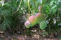Hanging Mango Fruit Royalty Free Stock Photo