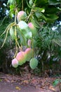 Hanging Mango Fruit Royalty Free Stock Photo