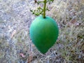 Hanging Mango Fruit And Stalk Of Mangifera Indica On Dry Grass Royalty Free Stock Photo