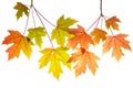 Hanging Maple Tree Branches with Leaves Royalty Free Stock Photo