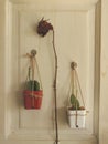 Hanging Mini Cacti with Dry Rose on White Wooden Door - Vintage Garden IdeaHanging Mini Cacti with Dry Rose on White Wooden Door - Royalty Free Stock Photo