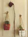 Hanging Mini Cacti with Dry Rose on White Wooden Door - Vintage Garden Idea Royalty Free Stock Photo